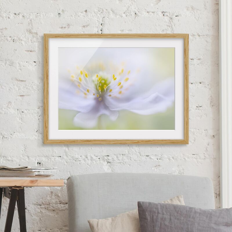 

Póster enmarcado - Anemones Beauty Dimensión LxA: 30cm x 40cm, Marco: Roble