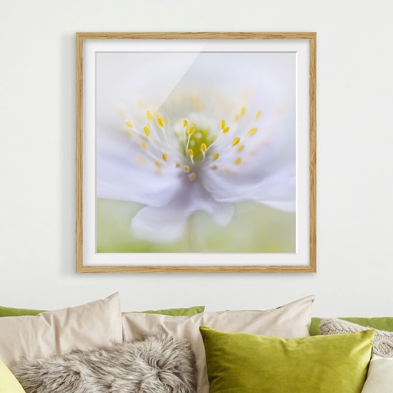 

Póster enmarcado - Anemones Beauty Dimensión LxA: 70cm x 70cm, Marco: Roble