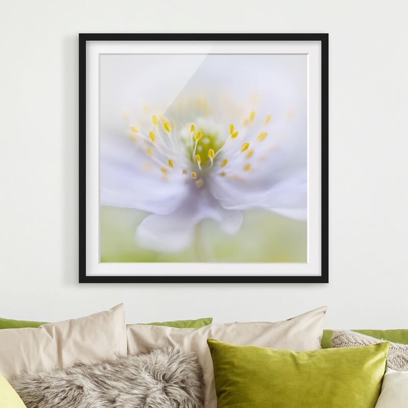 

Póster enmarcado - Anemones Beauty Dimensión LxA: 20cm x 20cm, Marco: Negro