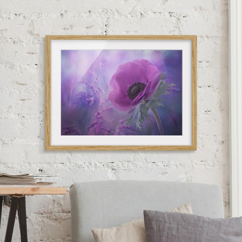 

Póster enmarcado - Anemones Bloom In Violet Dimensión LxA: 40cm x 55cm, Marco: Roble