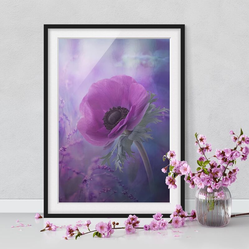 

Póster enmarcado - Anemones Bloom In Violet Dimensión LxA: 24cm x 18cm, Marco: Negro
