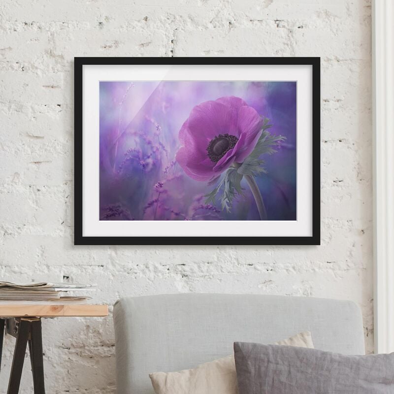 

Póster enmarcado - Anemones Bloom In Violet Dimensión LxA: 30cm x 40cm, Marco: Negro