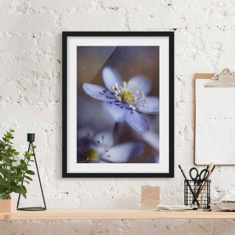 

Póster enmarcado - Anemones In Blue Dimensión LxA: 24cm x 18cm, Marco: Negro
