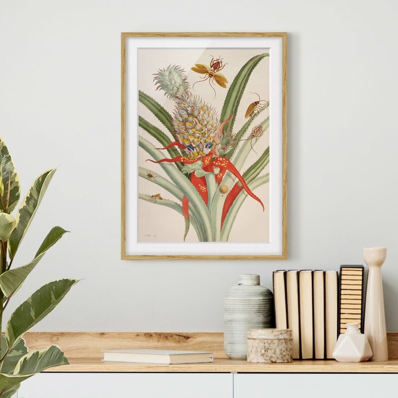 

Póster enmarcado - Anna Maria Sibylla Merian - Ananas con Insetti Dimensión LxA: 24cm x 18cm, Marco: Roble