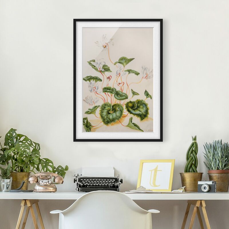 

Póster enmarcado - Anna Maria Sibylla Merian - Bianco Violets Dimensión LxA: 40cm x 30cm, Marco: Negro