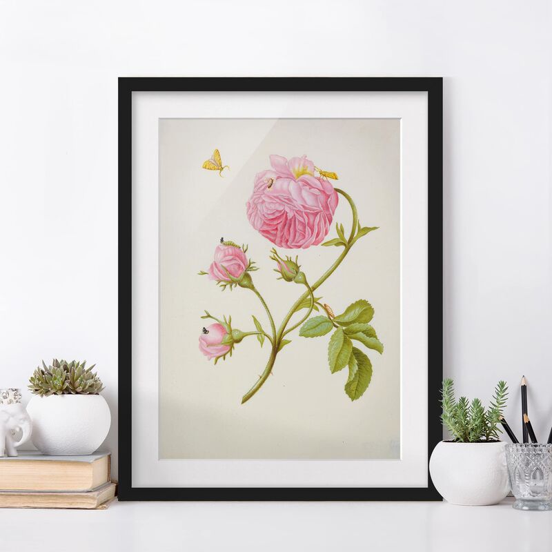

Póster enmarcado - Anna Maria Sibylla Merian - Bush Rose Con Il Foglio Miner Dimensión LxA: 100cm x 70cm, Marco: Negro