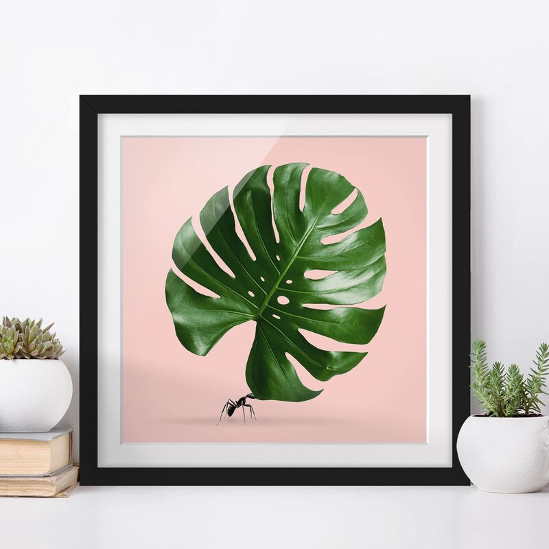 

Póster enmarcado - Ant con Leaf Monstera Dimensión LxA: 30cm x 30cm, Marco: Negro
