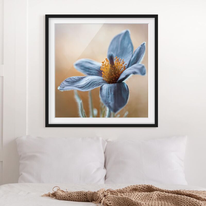 

Póster enmarcado - Arctic Violet In Blue Dimensión LxA: 50cm x 50cm, Marco: Negro
