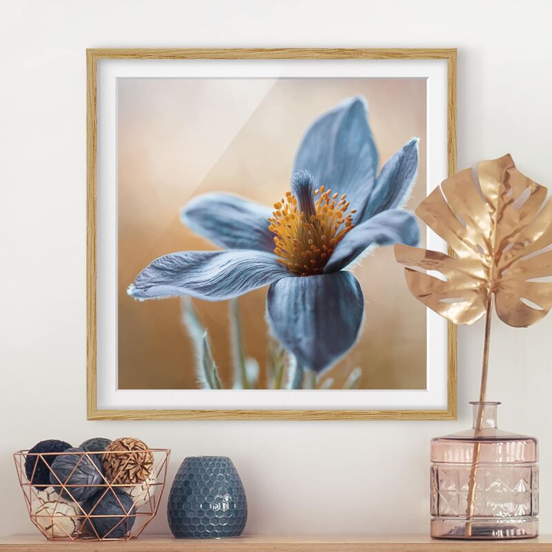 

Póster enmarcado - Arctic Violet In Blue Dimensión LxA: 30cm x 30cm, Marco: Roble