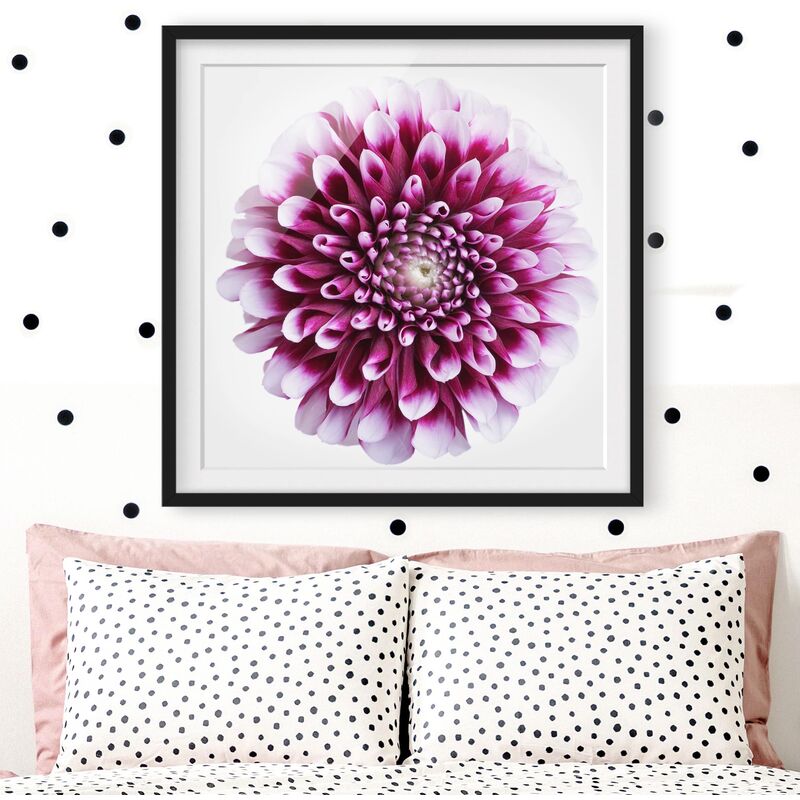 

Póster enmarcado - Aster Dimensión LxA: 50cm x 50cm, Marco: Negro
