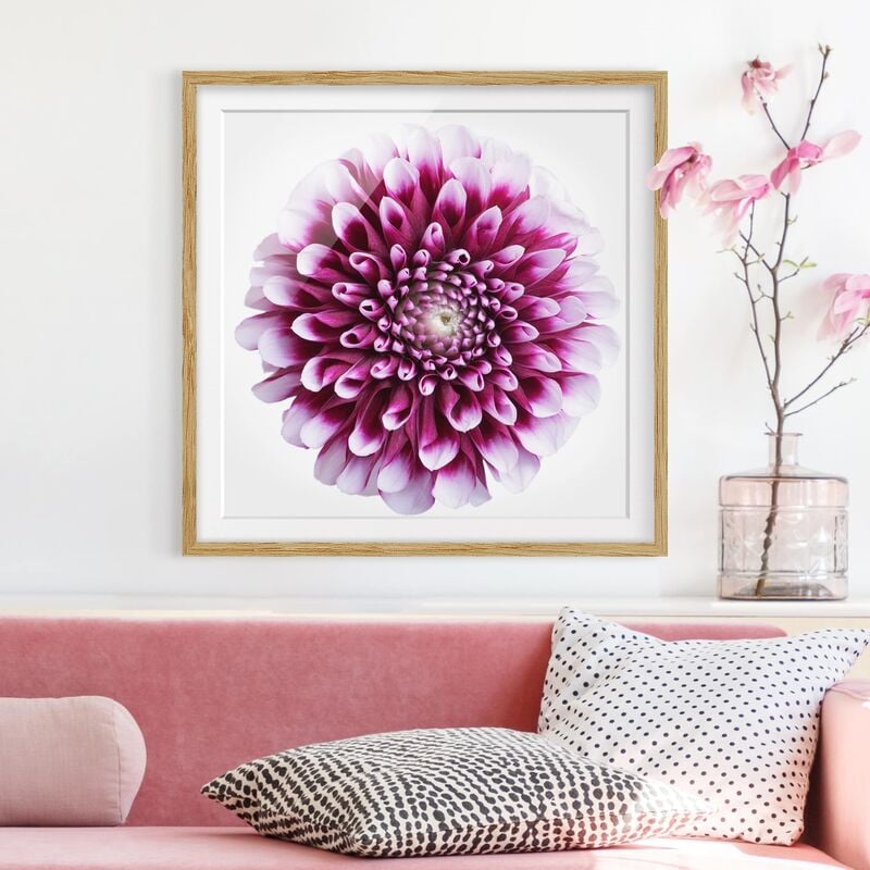 

Póster enmarcado - Aster Dimensión LxA: 50cm x 50cm, Marco: Roble