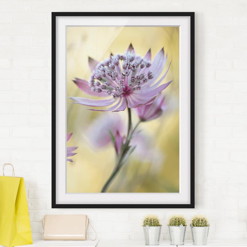

Póster enmarcado - Astrantia Major Dimensión LxA: 100cm x 70cm, Marco: Negro