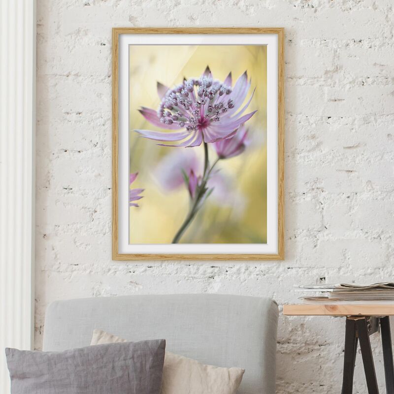 

Póster enmarcado - Astrantia Major Dimensión LxA: 55cm x 40cm, Marco: Roble