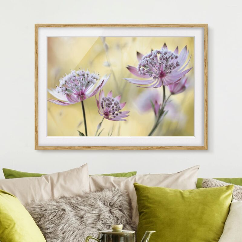 

Póster enmarcado - Astrantia Major Dimensión LxA: 70cm x 100cm, Marco: Roble