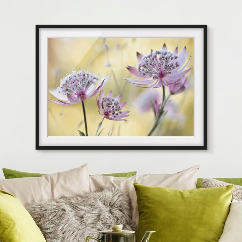 

Póster enmarcado - Astrantia Major Dimensión LxA: 70cm x 100cm, Marco: Negro