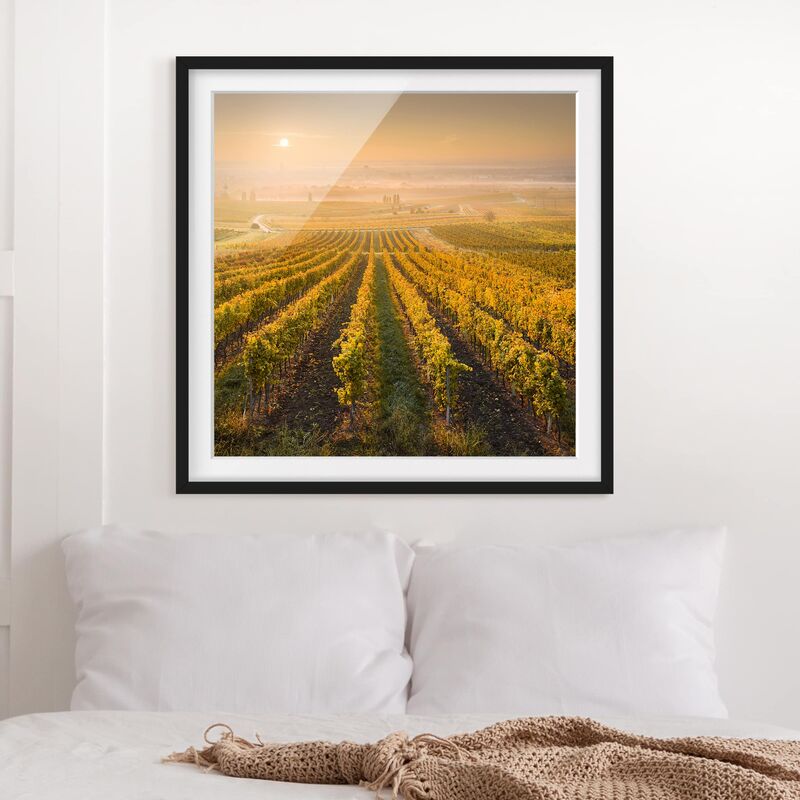 

Póster enmarcado - Autumnal Vineyards Near Vienna Dimensión LxA: 70cm x 70cm, Marco: Negro