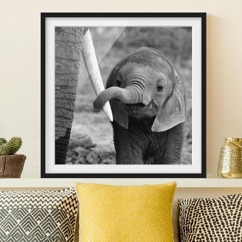 

Póster enmarcado - Baby Elephant Dimensión LxA: 70cm x 70cm, Marco: Negro