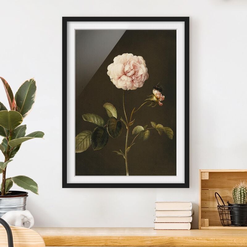 

Póster enmarcado - Barbara Regina Dietzsch - Rosa Gallica Con Bumblebee Dimensión LxA: 100cm x 70cm, Marco: Negro