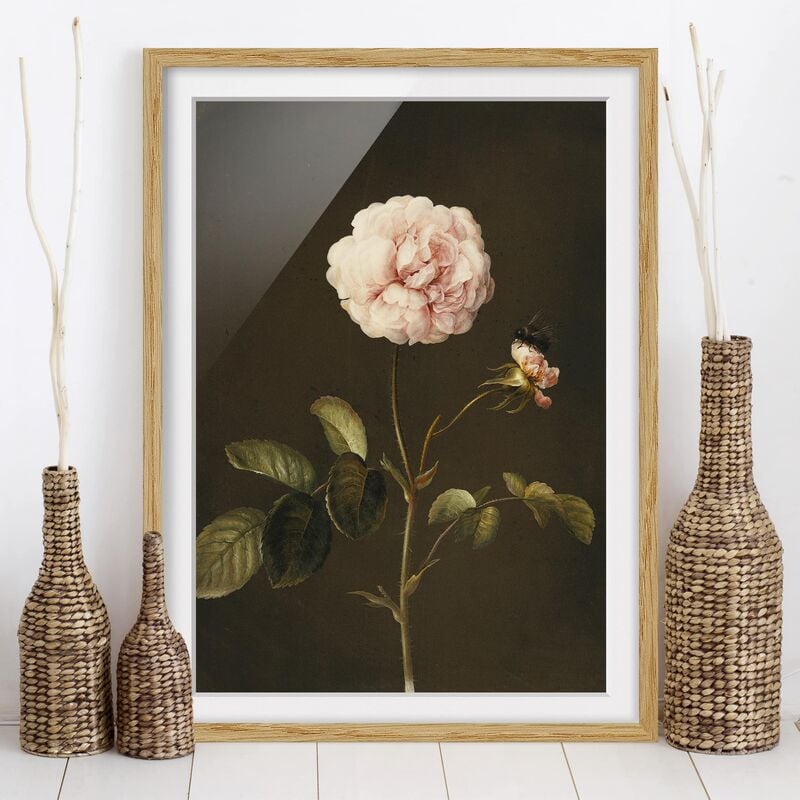 

Póster enmarcado - Barbara Regina Dietzsch - Rosa Gallica Con Bumblebee Dimensión LxA: 55cm x 40cm, Marco: Roble