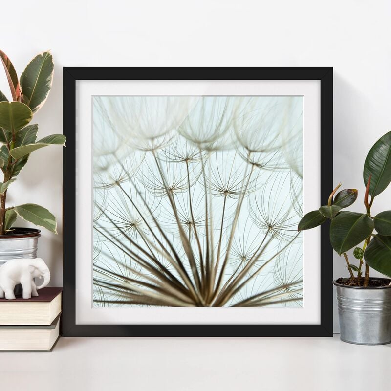

Póster enmarcado - Beautiful Dandelion Macro Shot Dimensión LxA: 30cm x 30cm, Marco: Negro
