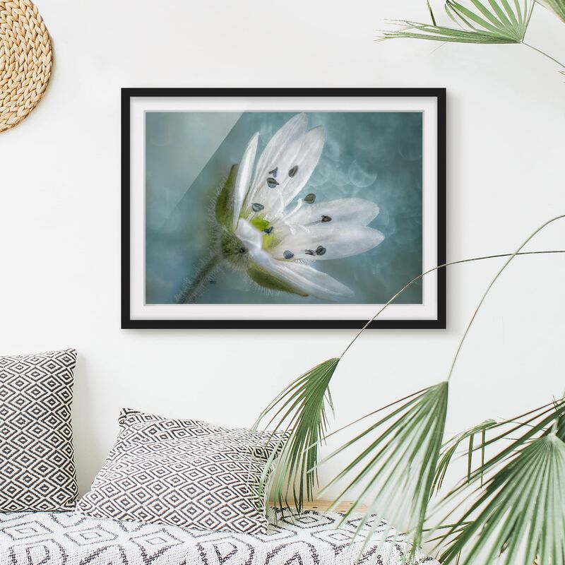 

Póster enmarcado - Bianco fiore su Blu Dimensión LxA: 40cm x 55cm, Marco: Negro