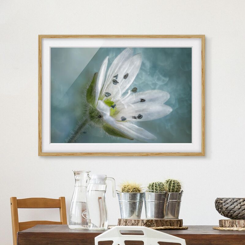 

Póster enmarcado - Bianco fiore su Blu Dimensión LxA: 18cm x 24cm, Marco: Roble