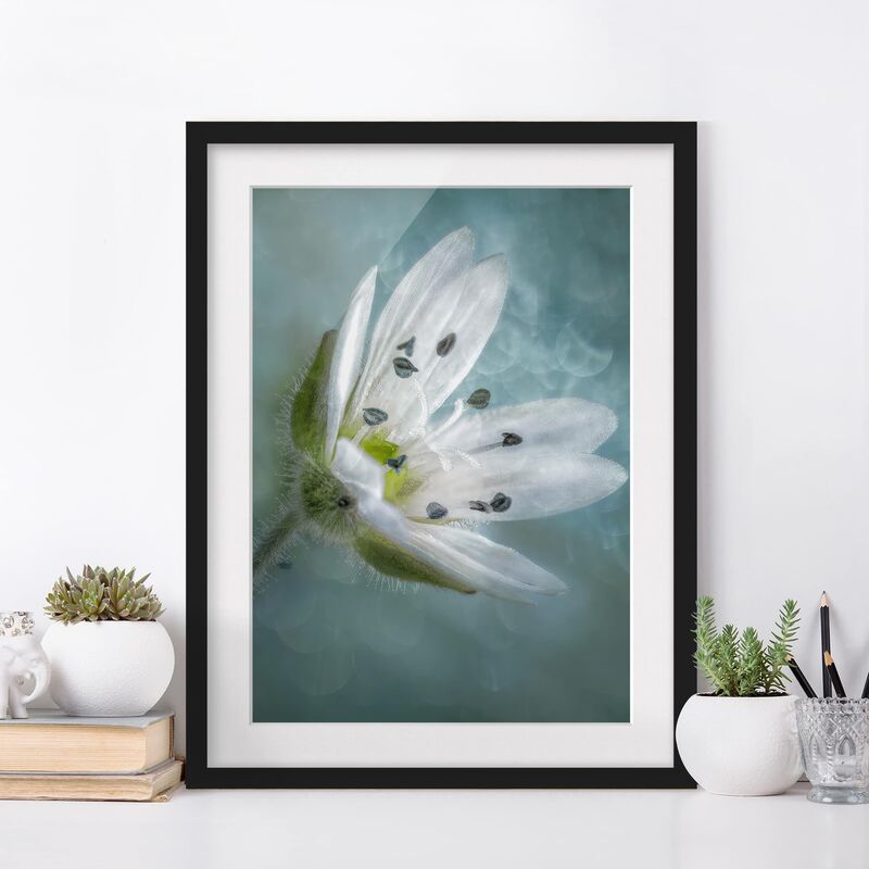 

Póster enmarcado - Bianco fiore su Blu Dimensión LxA: 100cm x 70cm, Marco: Negro