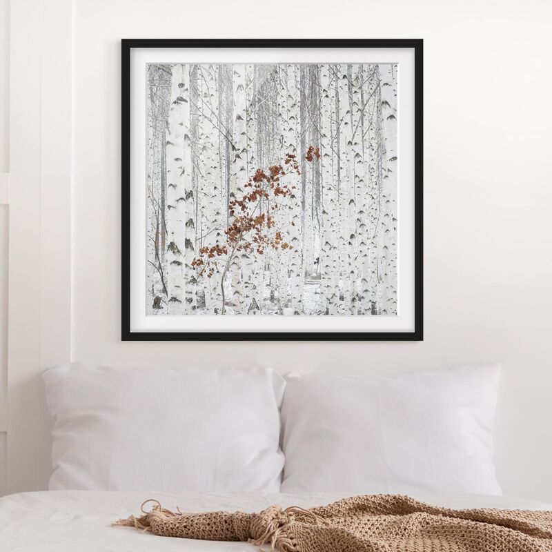 

Póster enmarcado - Birches In Autumn Dimensión LxA: 30cm x 30cm, Marco: Negro