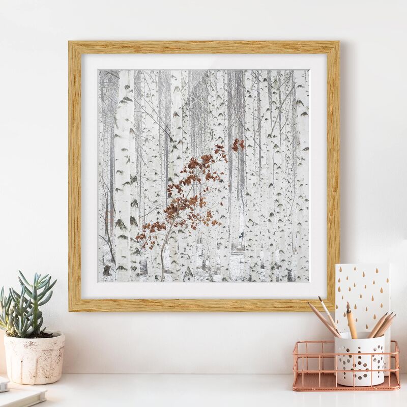 

Póster enmarcado - Birches In Autumn Dimensión LxA: 50cm x 50cm, Marco: Roble