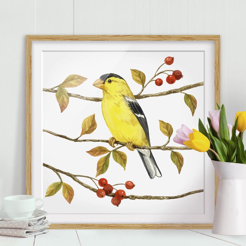 

Póster enmarcado - Birds And Berries - American Goldfinch Dimensión LxA: 50cm x 50cm, Marco: Roble
