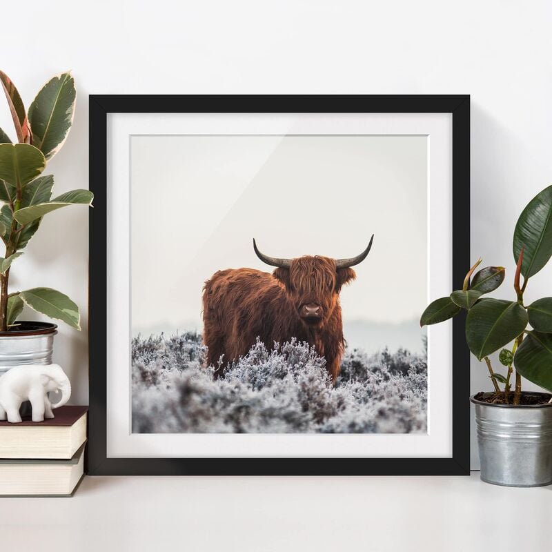 

Póster enmarcado - Bisonte Nelle Highlands Dimensión LxA: 70cm x 70cm, Marco: Negro