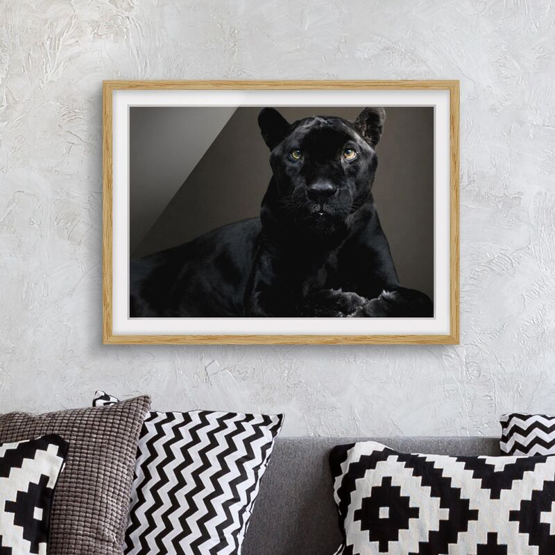 

Póster enmarcado - Black Puma Dimensión LxA: 50cm x 70cm, Marco: Roble