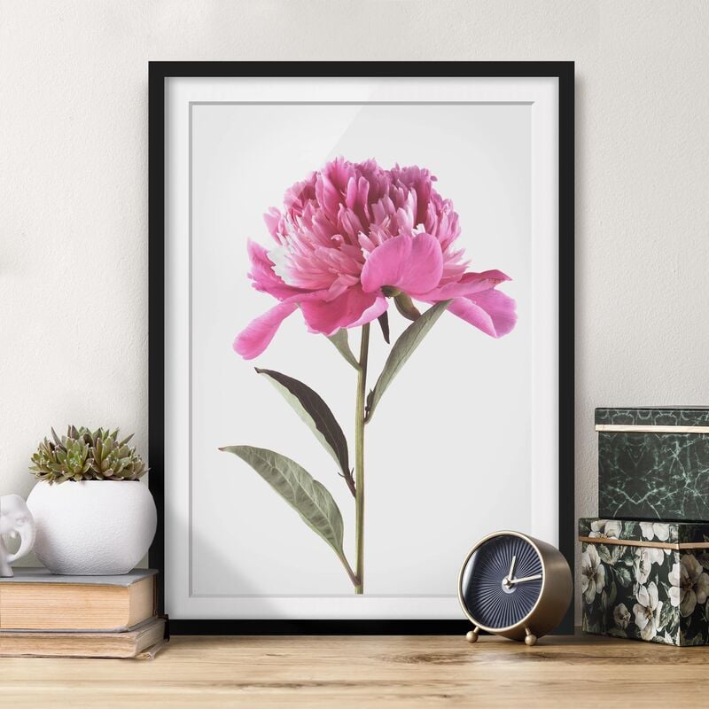 

Póster enmarcado - Blooming Peony rosa su fondo bianco Dimensión LxA: 70cm x 50cm, Marco: Negro