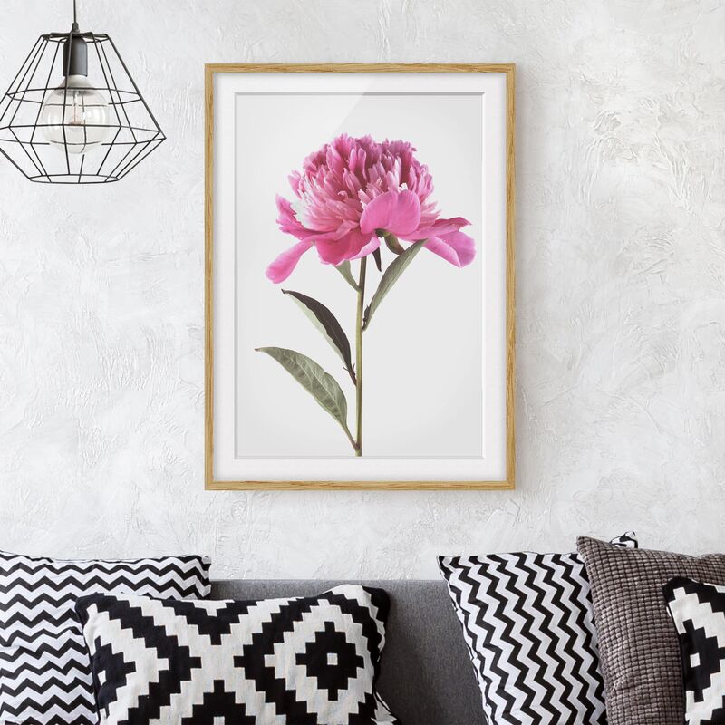 

Póster enmarcado - Blooming Peony rosa su fondo bianco Dimensión LxA: 100cm x 70cm, Marco: Roble