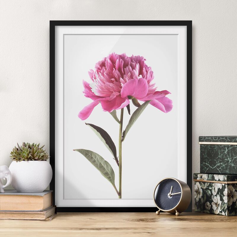 

Póster enmarcado - Blooming Peony rosa su fondo bianco Dimensión LxA: 24cm x 18cm, Marco: Negro