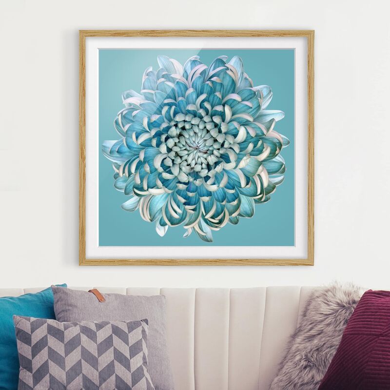 

Póster enmarcado - Blue Chrysanthemum Dimensión LxA: 50cm x 50cm, Marco: Roble