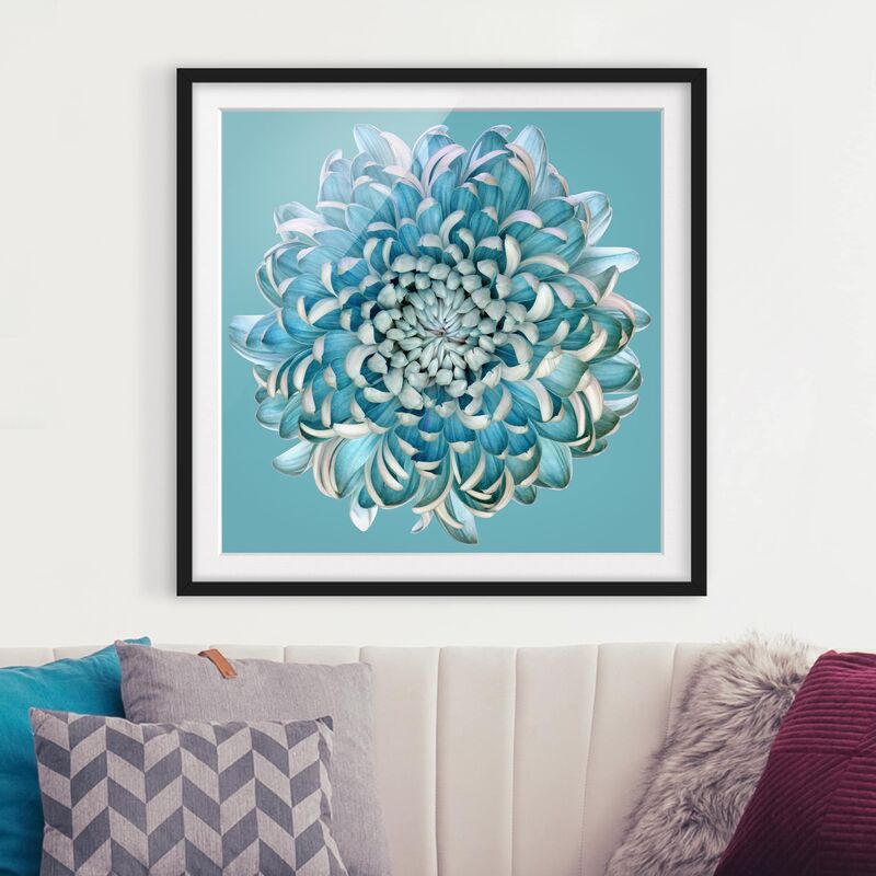 

Póster enmarcado - Blue Chrysanthemum Dimensión LxA: 70cm x 70cm, Marco: Negro