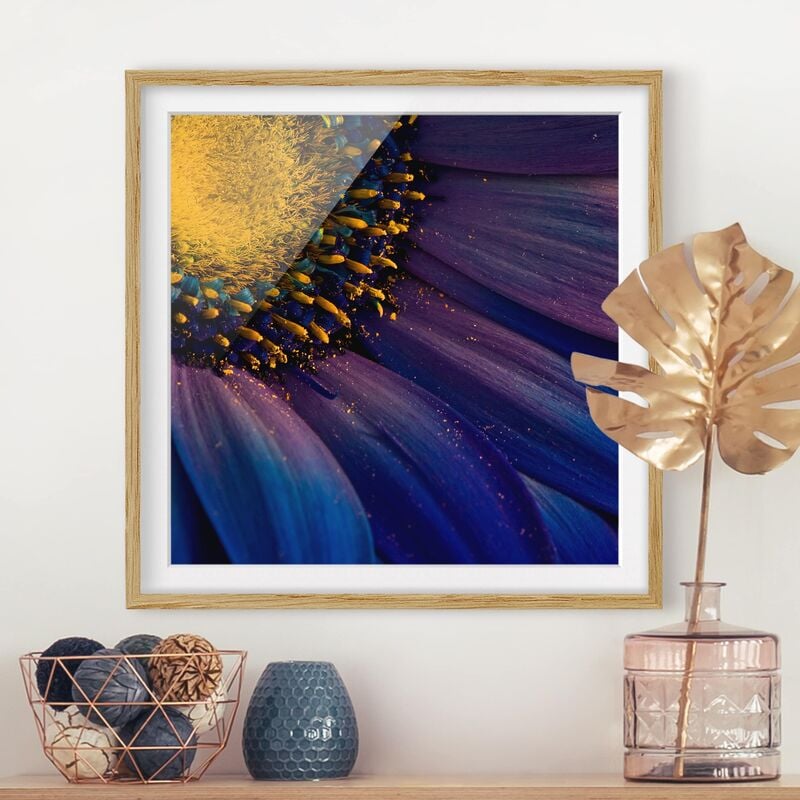 

Póster enmarcado - Blue Gerber Blossom Dimensión LxA: 50cm x 50cm, Marco: Roble