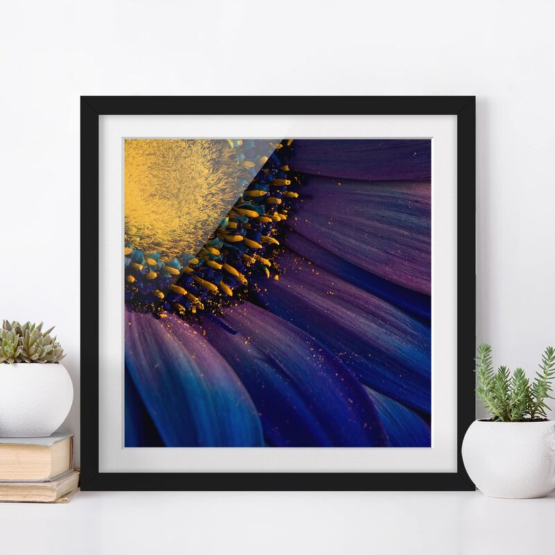 

Póster enmarcado - Blue Gerber Blossom Dimensión LxA: 70cm x 70cm, Marco: Negro