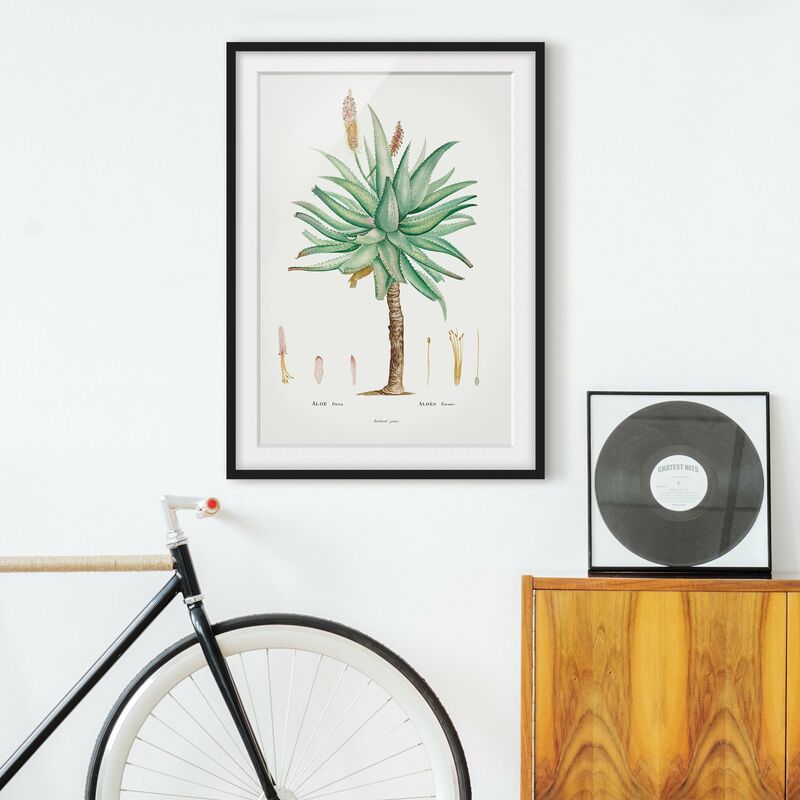 

Póster enmarcado - Botanica illustrazione d'epoca Aloe Dimensión LxA: 40cm x 30cm, Marco: Negro