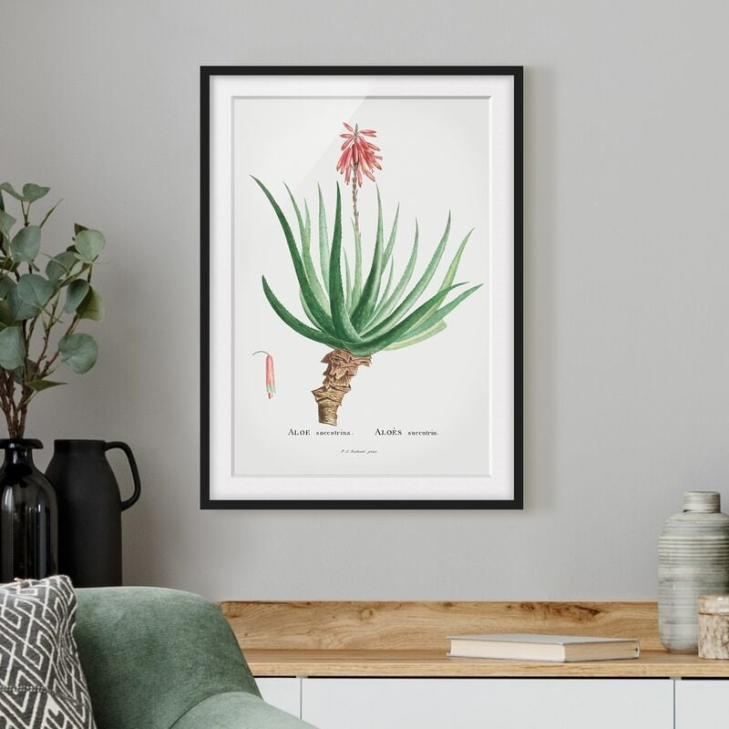

Póster enmarcado - Botanica illustrazione d'epoca Aloe Pink Blossom Dimensión LxA: 24cm x 18cm, Marco: Negro