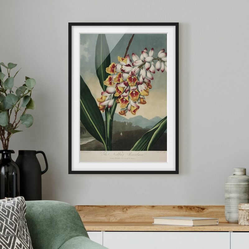 

Póster enmarcado - Botanica illustrazione d'epoca fiore dello zenzero Dimensión LxA: 40cm x 30cm, Marco: Negro