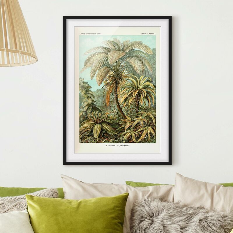 

Póster enmarcado - Botanica illustrazione d'epoca Foglie Felci Dimensión LxA: 70cm x 50cm, Marco: Negro