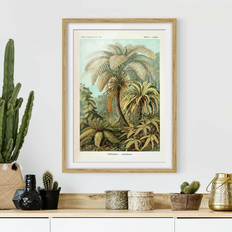 

Póster enmarcado - Botanica illustrazione d'epoca Foglie Felci Dimensión LxA: 40cm x 30cm, Marco: Roble