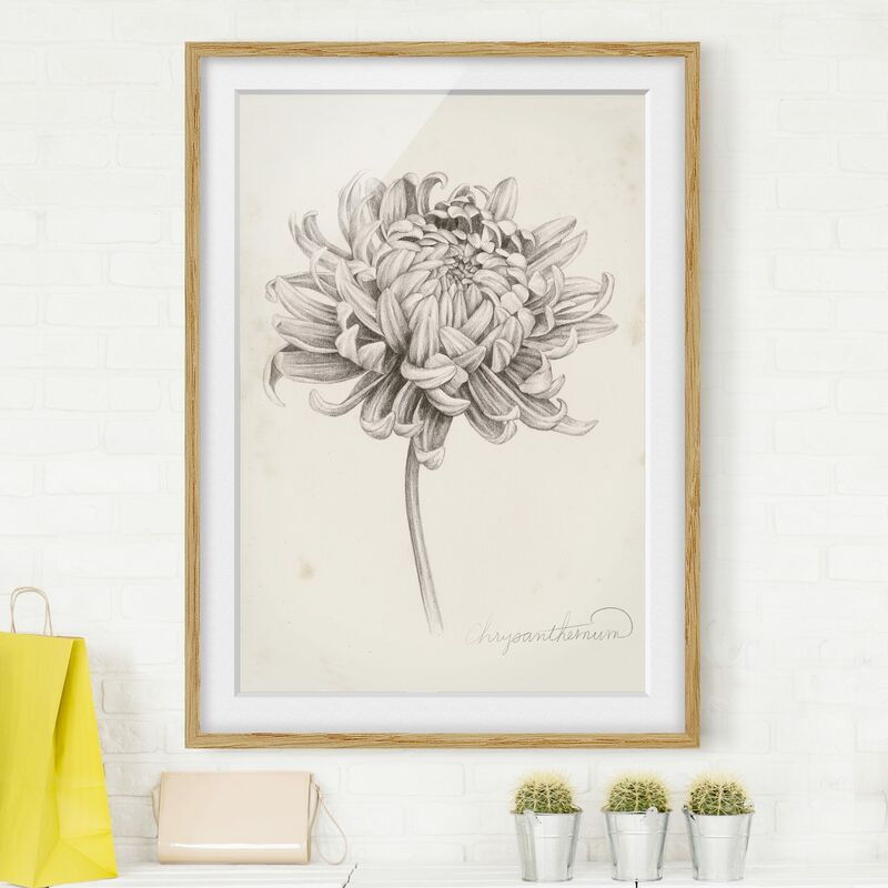 

Póster enmarcado - Botanical Study I Chrysanthemum Dimensión LxA: 40cm x 30cm, Marco: Roble