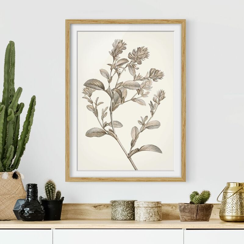 

Póster enmarcado - Botanico Studio In Seppia I Dimensión LxA: 40cm x 30cm, Marco: Roble