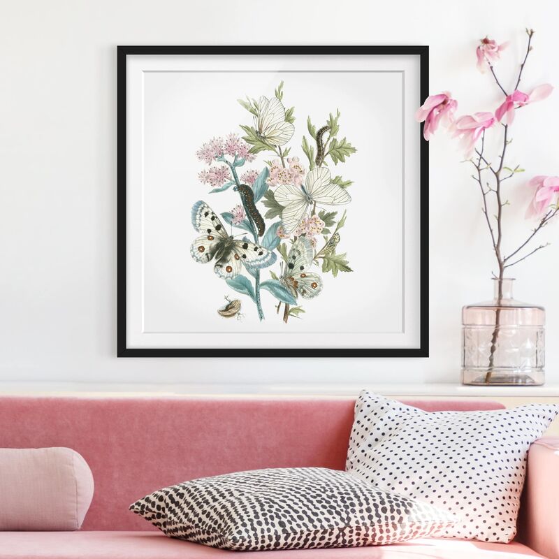 

Póster enmarcado - British Butterflies I Dimensión LxA: 70cm x 70cm, Marco: Negro