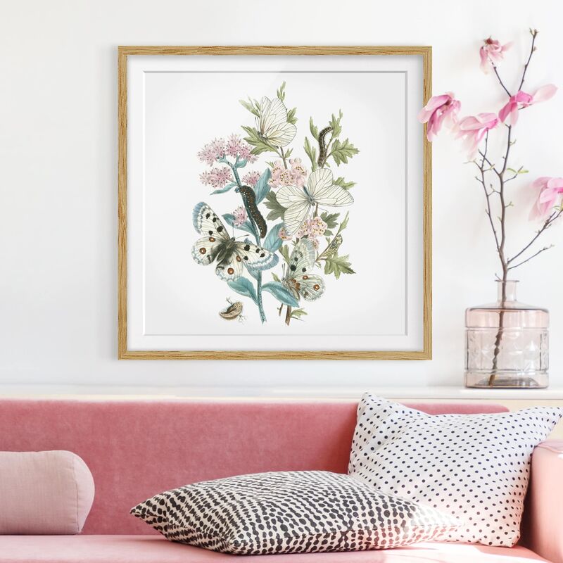 

Póster enmarcado - British Butterflies I Dimensión LxA: 70cm x 70cm, Marco: Roble