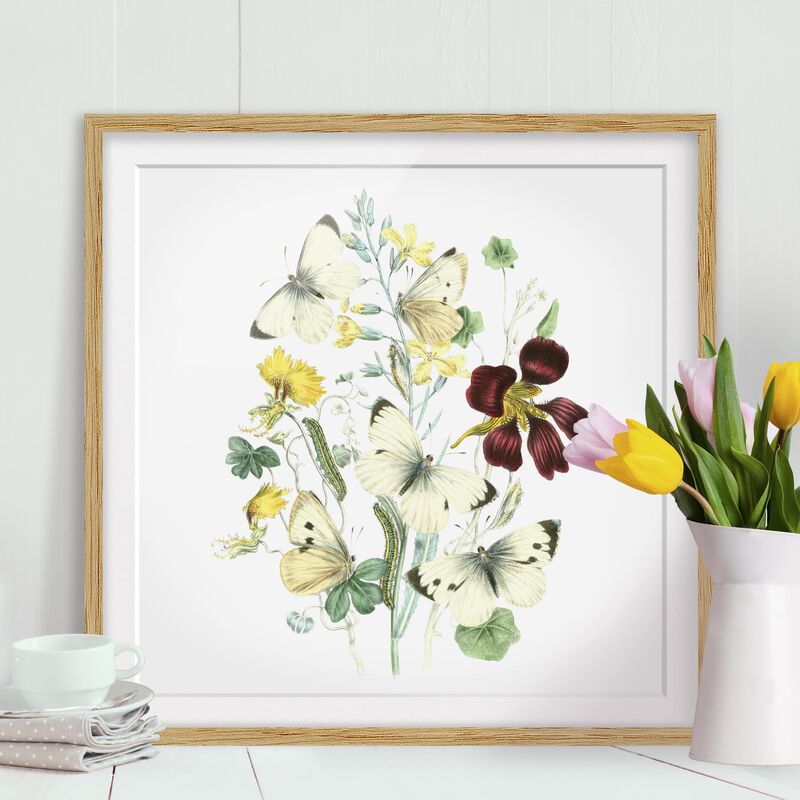 

Póster enmarcado - British Butterflies II Dimensión LxA: 50cm x 50cm, Marco: Roble