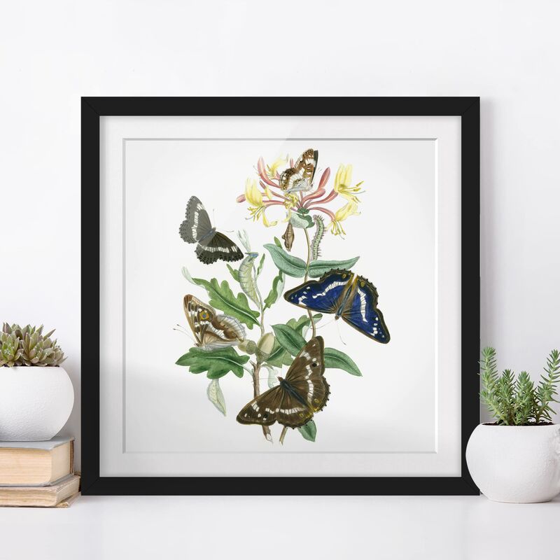 

Póster enmarcado - British Butterflies IV Dimensión LxA: 30cm x 30cm, Marco: Negro